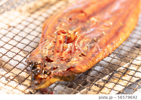 うなぎの炭火焼き(炭焼き・網焼き・七輪・バーベキュー・BBQ・bbq・焼肉・キャンプ・鰻の蒲焼き うなぎの炭火焼き(炭焼き・網焼き・七輪・バーベキュー・BBQ・bbq・焼肉・キャンプ・鰻の蒲焼き 56579692