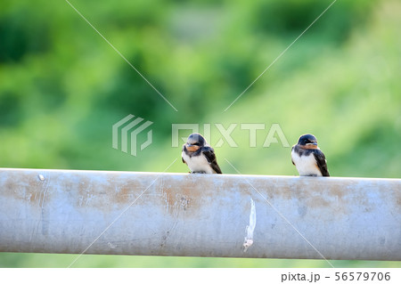 橋の欄干にツバメの子 橋の欄干にツバメの子 56579706