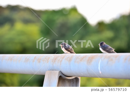 橋の欄干にツバメの子 56579710