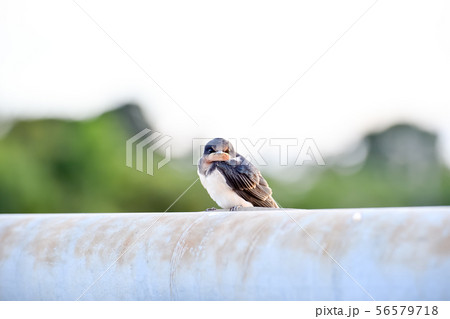 橋の欄干にツバメの子 56579718