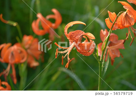 コオニユリ　戦場ヶ原にて 56579719