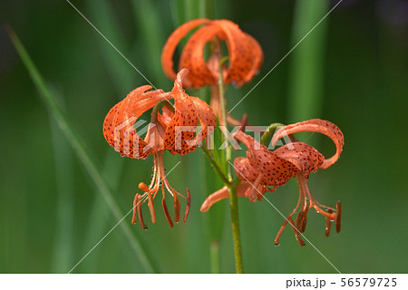 コオニユリ　戦場ヶ原にて 56579725