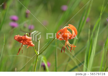 コオニユリとトンボ　戦場ヶ原にて 56579728