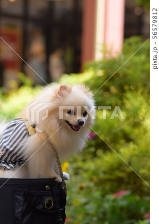 笑顔が素敵なワンコ 56579812