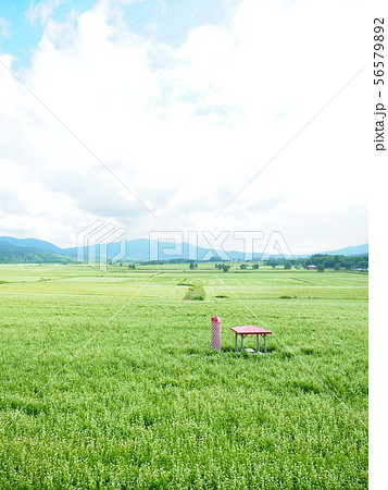 北海道の絶景 幌加内そば畑展望台 56579892