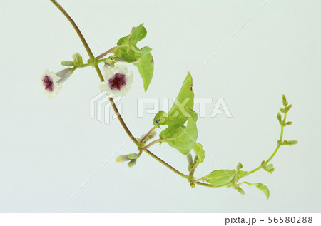 へくそかずら 56580288