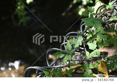 北海道 精進川 植物2 北海道 精進川 植物2 56580766