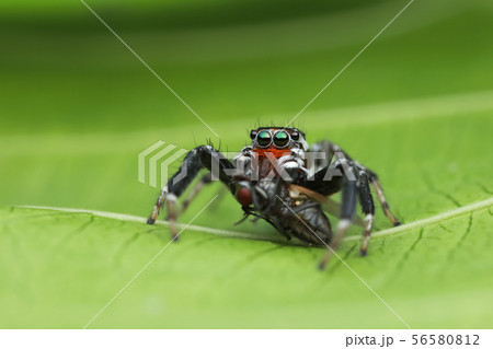 jumping spider and prey on green leaf in nature 56580812