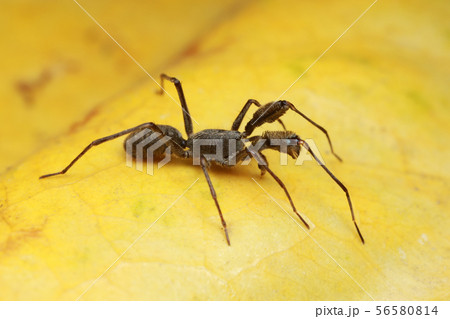 spider on yellow leaf. spider on yellow leaf. 56580814