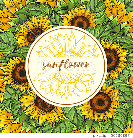 Background illustration with sunflowers and place for your text Background illustration with sunflowers and place for your text 56580897