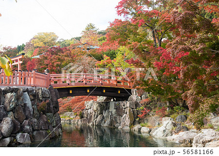大阪府 勝尾寺の紅葉 56581166