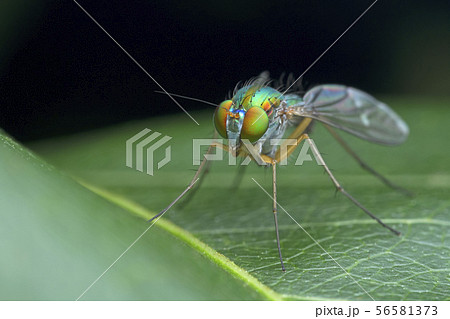 Long legged fly on green leaf in nature 56581373