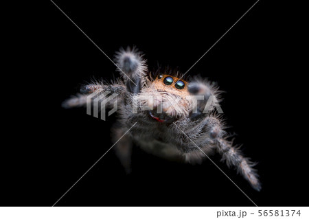 jumping spider jump in the air with black backgrou 56581374