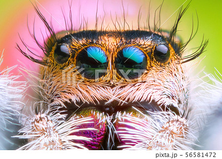 front view of extreme magnified jumping spider hea front view of extreme magnified jumping spider hea 56581472
