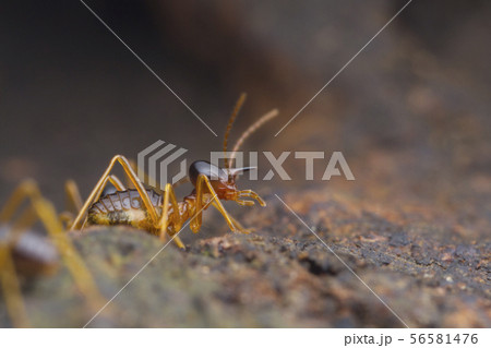 closeup worker termite on the ground closeup worker termite on the ground 56581476