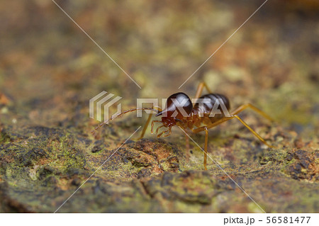 closeup worker termite on the ground closeup worker termite on the ground 56581477