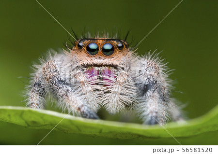 jumping spider on green leaf in nature 56581520