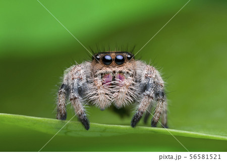 jumping spider on green leaf in nature 56581521
