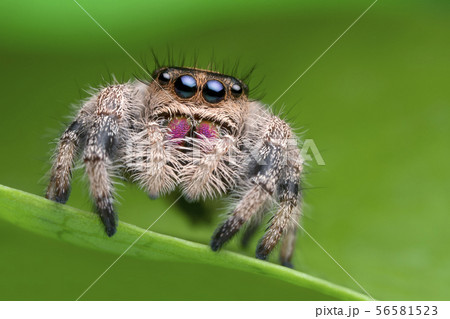 jumping spider on green leaf in nature 56581523