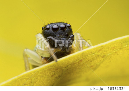 jumping spider on yellow leaf 56581524