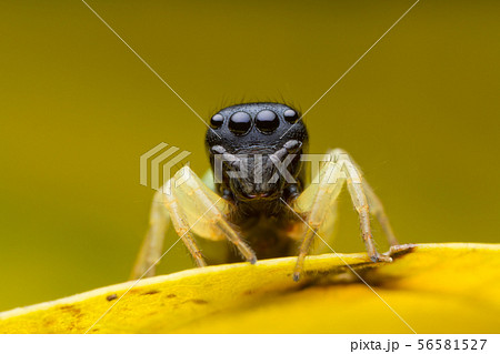 jumping spider on yellow leaf 56581527