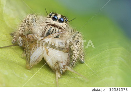 jumping spider and prey on green leaf in nature 56581578