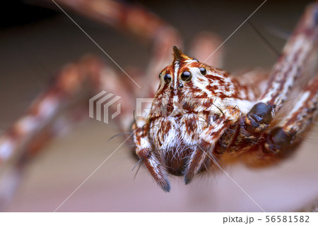 lynx spider on green leaf 56581582