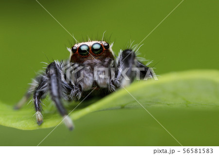 jumping spider on green leaf 56581583