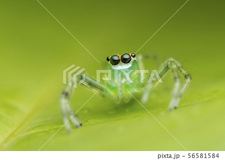 jumping spider on green leaf 56581584