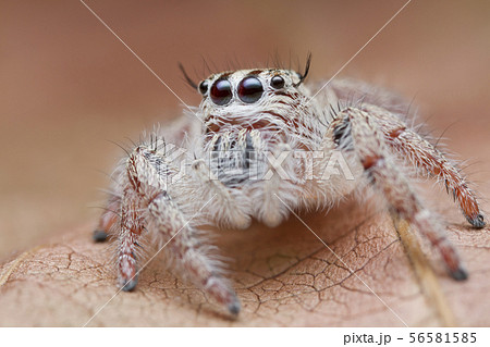 jumping spider on orange leaf 56581585
