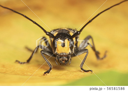 Long horned Beetle on yellow leaf Long horned Beetle on yellow leaf 56581586
