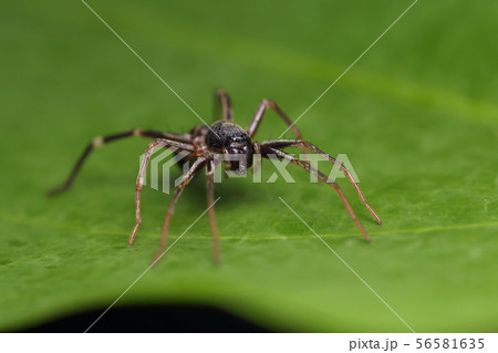 spider on green leaf in nature spider on green leaf in nature 56581635