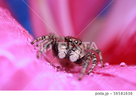 jumping spider and water drop on pink flower in na 56581636