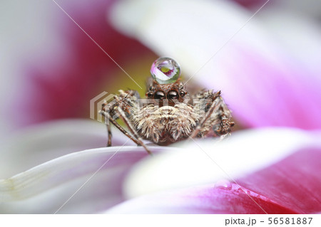 jumping spider and water drop on pink flower in na 56581887
