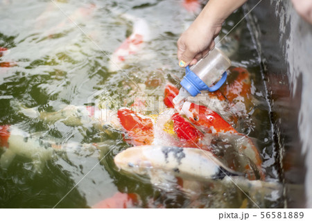 woman hand feeding colorful carp fish woman hand feeding colorful carp fish 56581889