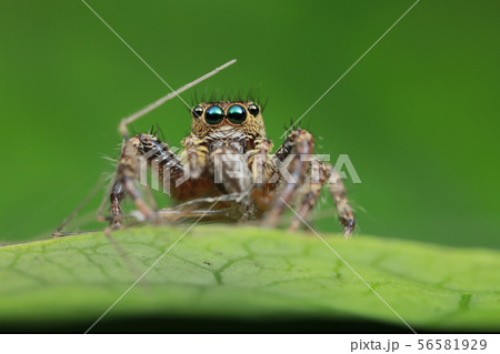 jumping spider and prey on green leaf in nature 56581929
