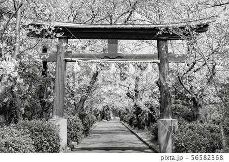 (セピア)光福寺 鳥居 (セピア)光福寺 鳥居 56582368