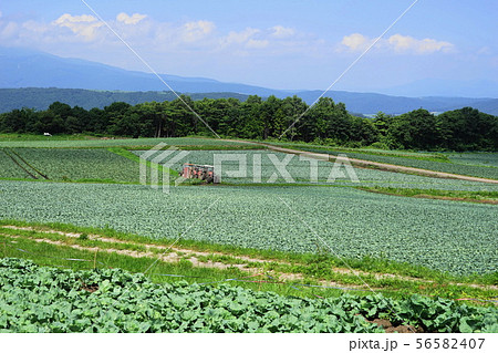 8月　嬬恋村14ｷｬﾍﾞﾂ畑･愛妻の丘つまごいﾊﾟﾉﾗﾏﾗｲﾝ 56582407