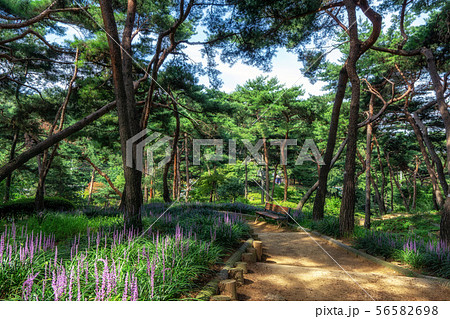 achasan ecological park 56582698