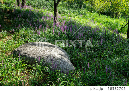 achasan broadleaf liriope achasan broadleaf liriope 56582705