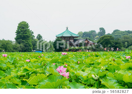 東京都　上野公園　不忍池　蓮の花 56582827