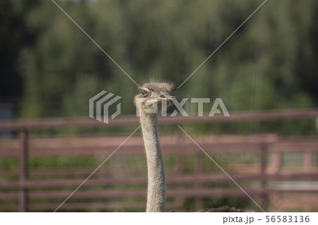Ostrich. Photo of bird head and neck. Portrait of animal 56583136