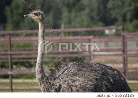 Ostrich. Photo of bird head and neck. Portrait of animal 56583138