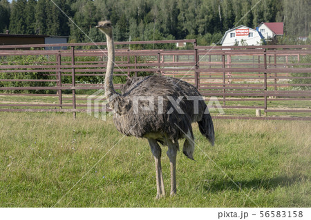 Ostrich. Photo of bird head and neck. Portrait of animal 56583158