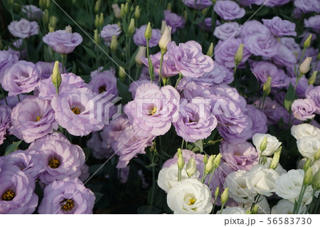 綺麗な花トルコキキョウ 56583730