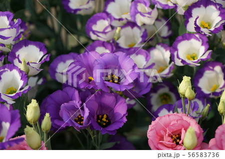 綺麗な花トルコキキョウ 56583736