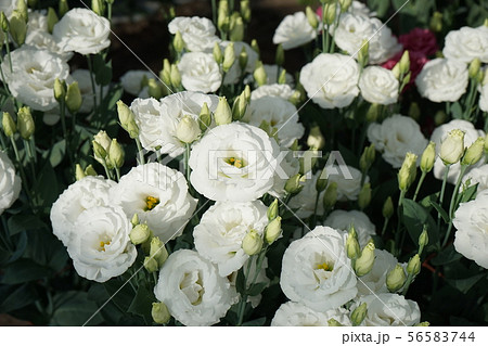 綺麗な花トルコキキョウ 56583744