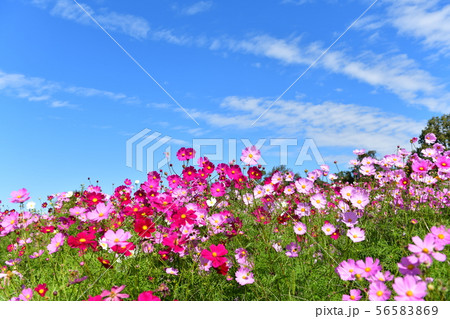 コスモス畑 56583869