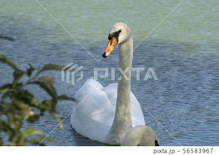 Lake with a white swan. Portrait of beautiful bird. 56583967