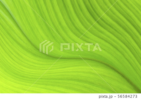 Abstract Green leaf in garden at summer Abstract Green leaf in garden at summer 56584273